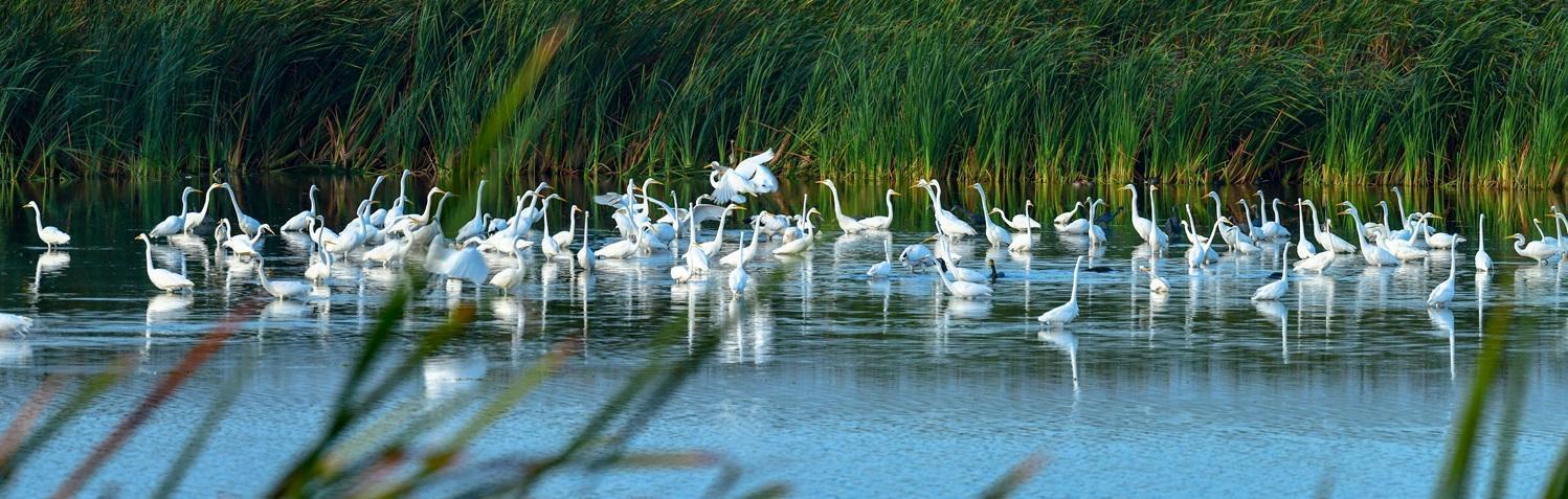 Great Egrets in a wetland