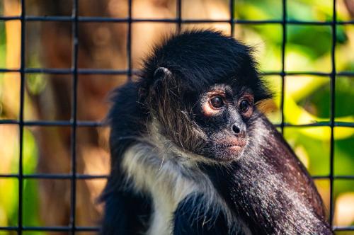 Mateo, a spider monkey who has participated in Florida Tech behavioral research