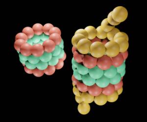 Proteasome is a cylindrical complex